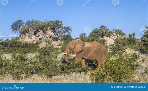 L Phant D Afrique Dans Le Parc National De Kruger Afrique Du Sud Photo