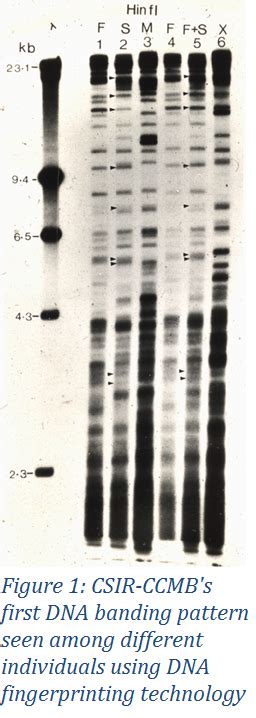 Dna Fingerprinting Technology Its Success And Future Council Of