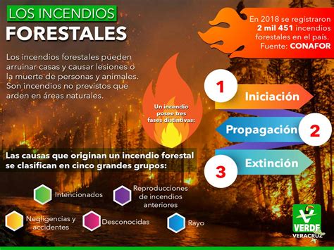 Cómo Crear una Infografía sobre Incendios Forestales Fácil y Rápido 2025