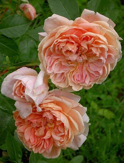 Rose Garden Garden Plants Flower Garden Love Rose Pretty Flowers