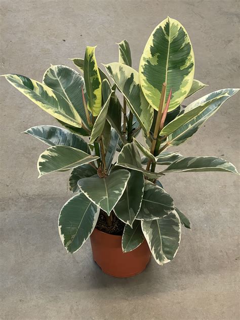 Фикус тинеке (69 фото)