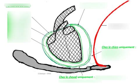 Diagramme de RCVR Anat Coeur Péricarde Quizlet