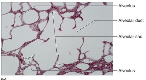 Alveoli Histology Labeled The Best Porn Website