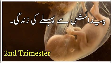 Pregnancy Week By Week Second Trimester Hindi Urdu D Animation