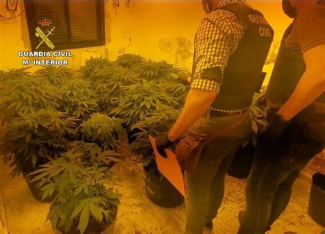 Guardia Civil Desmantela En Mazarr N Un Punto De Producci N De Marihuana