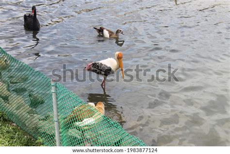 14 Interspecific Competition Images, Stock Photos & Vectors | Shutterstock