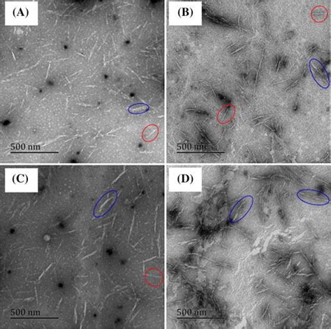 Tem Micrographs Of Samples A Cncs B Cncs C Cncs And D Cncs