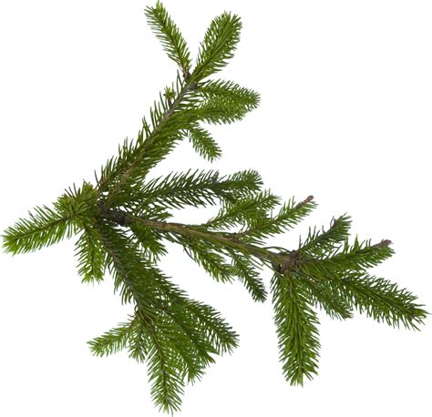 Fir Nature Png Image Purepng Free Transparent Cc0 Png Image Library Images