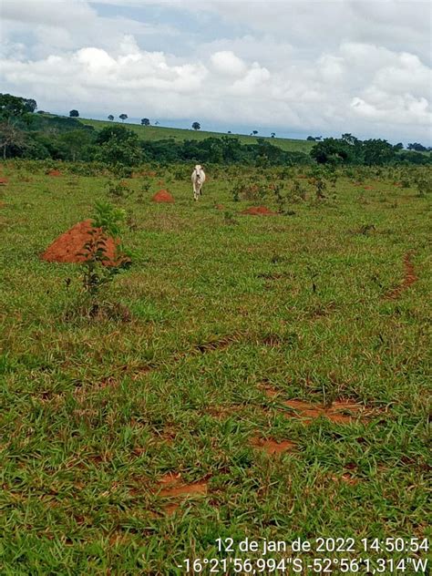 Fazenda Para Arrendamento Para Lavoura De Soja Fazendas Mato Grosso