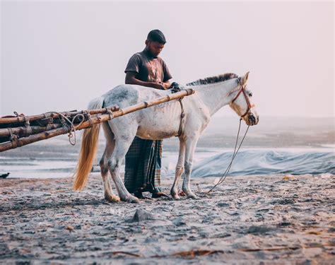 The Parable Of The Farmer And The Horse The Curiosity Chronicle