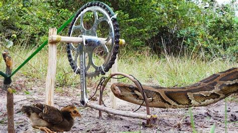 Hunting N Traps Simple Python Trap DIY Snake Trap Technology Using