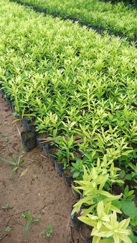 Well Drained Green Hybrid White Sandalwood Plant For Garden At