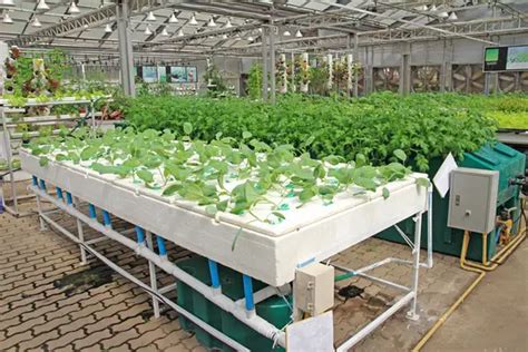 Ebb And Flow Hydroponics System Setup Guide