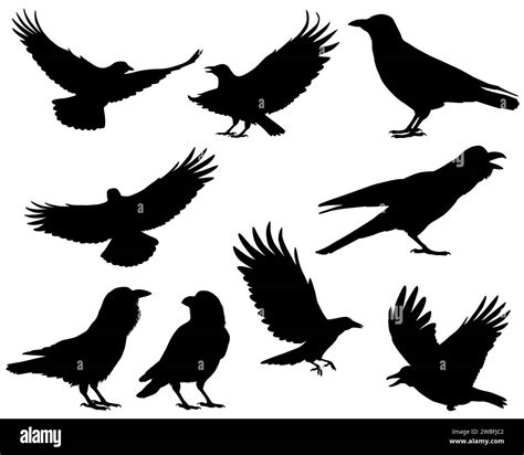 Collection Of Silhouettes Of Ravens And Crows Stock Vector Image And Art