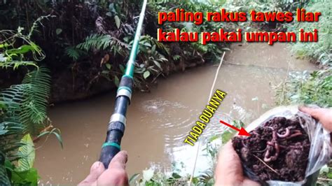 Mancing Ikan Tawes Liar Yang Begitu Lapar Fishing For Wild Tawes Fish