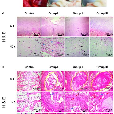 Decellularization Of Bone And Cartilage And Biphasic Scaffolding Based Download Scientific