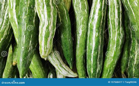 Fresh Snake Gourd In The Market Stock Image Image Of Health Plant