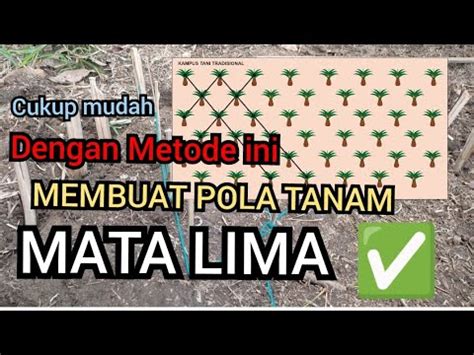 Cara Membuat Pola Tanam Mata Lima Untuk Perkebunan Kelapa Sawit