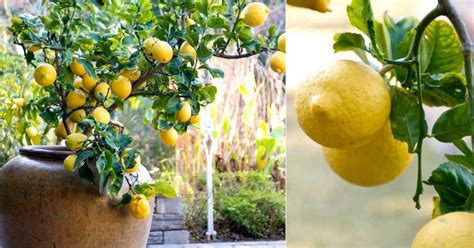 Cómo Plantar Un Limonero En Maceta Y Sus Cuidados ¡no Te Los Pierdas