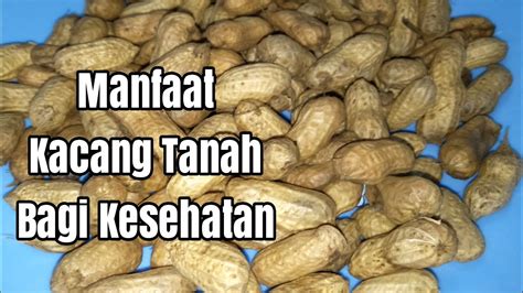 Manfaat Kacang Tanah Bagi Kesehatan Youtube