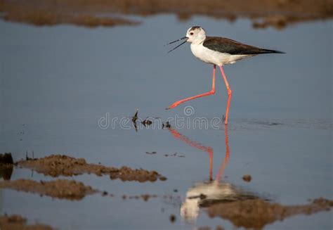 Black Winged Stilt Wading In Shallow Water Stock Image Image Of