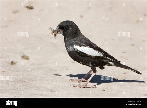 Lark Bunting Colorado Hi Res Stock Photography And Images Alamy