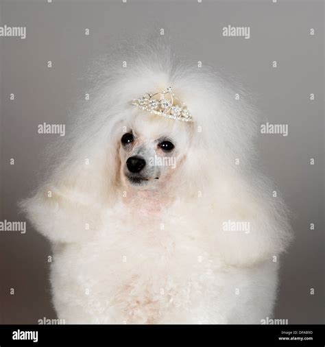 White Toy Poodle Hi Res Stock Photography And Images Alamy