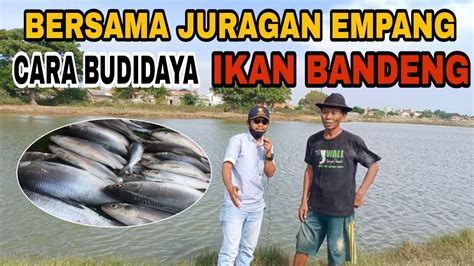 Cara Budidaya Ikan Bandeng Di Empang Tambak Youtube