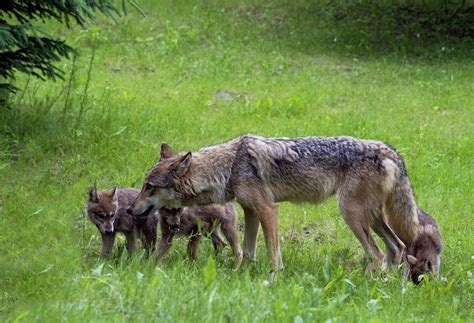 STATE: Coyote sightings on the rise as pup season gears up - The Stanly ...