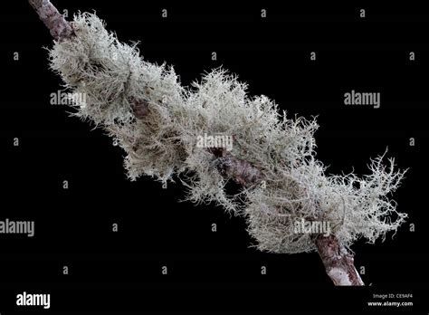 Fruticose Lichens Usnea Sp Growing On A Branch Stock Photo Alamy