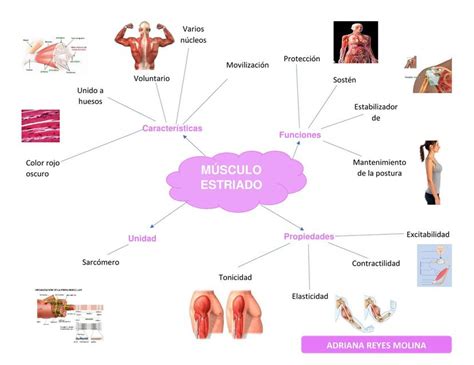 Calaméo Mapa Conceptual Musculos