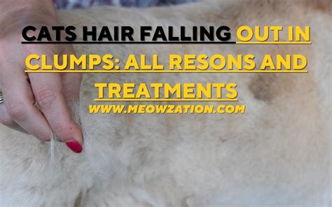 Cat Hair Falling Out In Clumps All Reasons Treatments