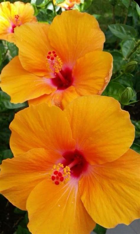 Pin By Life On Pins By You Beautiful Flowers Pictures Hibiscus Plant Amazing Flowers