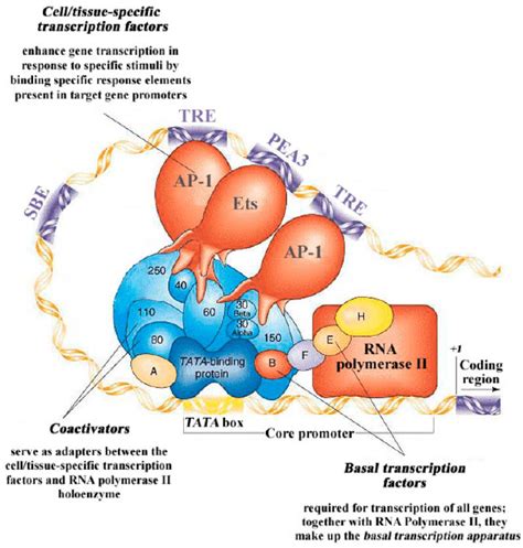 Prototypical Transcriptional Machinery Involved In The Induction Of Mmp