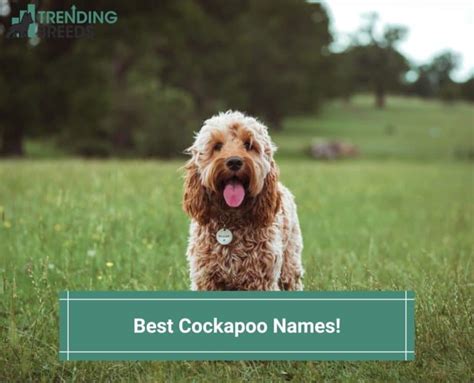 Best Cockapoo Names 2024