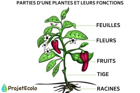 Les Parties D Une Plante Et Leurs Fonctions Sch Ma Et Vid O