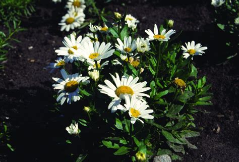 L G J Ttepr Stkrage Leucanthemum X Superbum Dwarf Snow Lady