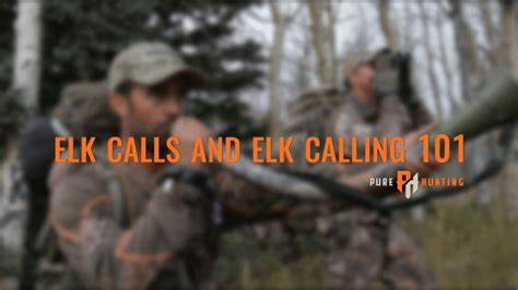 Elk Calls and Elk Calling 101 | Pure Hunting