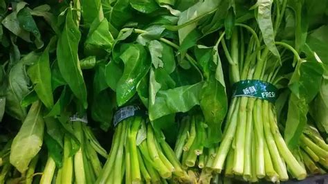 Cara Menanam Kangkung Di Botol Aqua Dengan Mudah