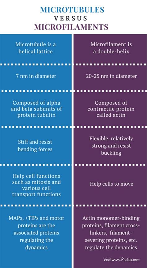 Microtubules vs Microfilaments | Cell transport, Biochemistry, Cell biology
