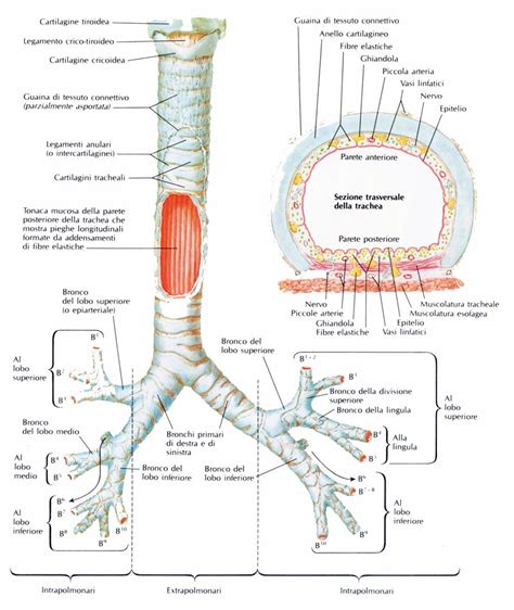 Bronchi Medicinapertuttiit