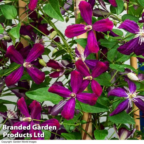 Clematis Sweet Summer Love Suttons