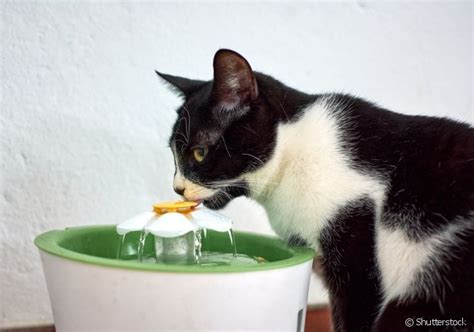 Como Fazer O Gato Beber Gua Tudo Sobre A Hidrata O Felina E