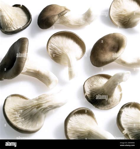 Oyster Mushrooms Pleurotus Sp Edible Fungus Against White Background