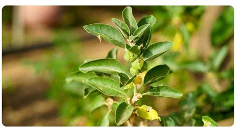 Benefits Of Ashwagandha For Women | The Botanical Institute