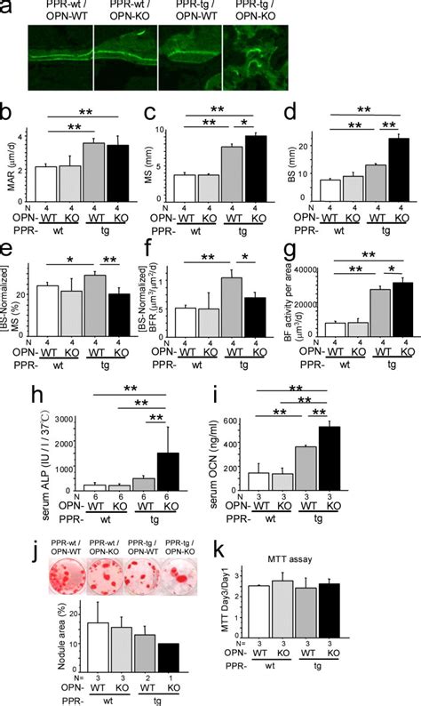 Osteopontin Deficiency Enhanced Bone Formation Activities Of