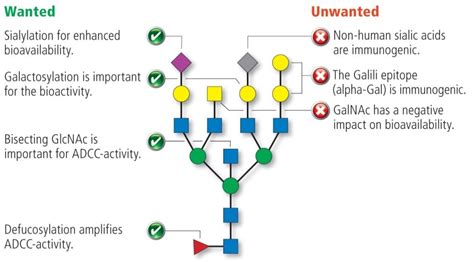 In Depths Glycan Profiling By Mass Spectrometry Fyonibio