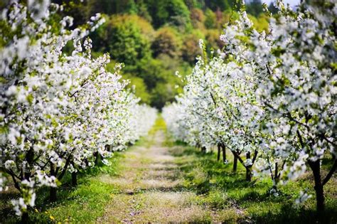 Jard N De Manzanas En Flor En El Tiempo De Primavera Del Rbol Foto