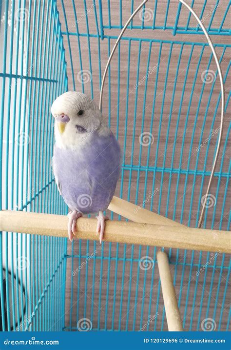 Budgie stock photo. Image of bird, parrot, budgie, blue - 120129696