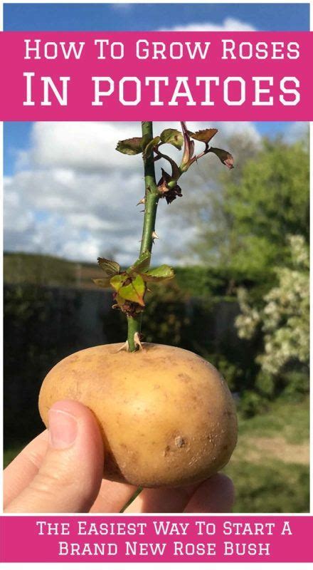 How To Grow Roses From Cuttings